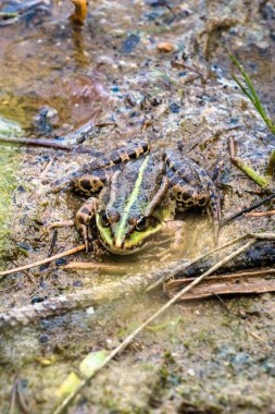 Suda gizlenen kurbağa.