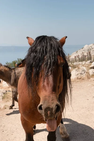 Dili çıkmış bir at.