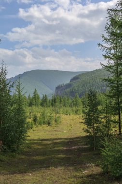 Doğu Sayan 'ın ağaçlık tepeleri. Yaz manzarası