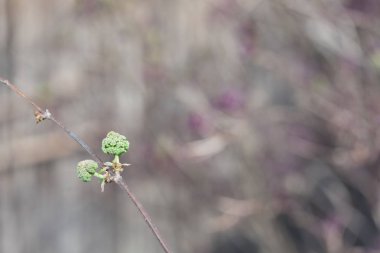 Elder tomurcukları. Bahar doğal arka plan. Bulanık arkaplan.