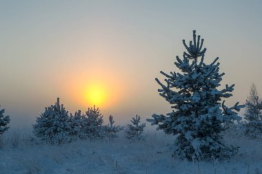 Sisli sabah güneşi çayırların üzerinden yükseliyor. Kış manzarası.
