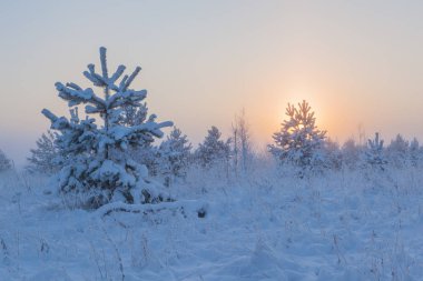 Sisli sabah güneşi çayırların üzerinden yükseliyor. Kış manzarası.