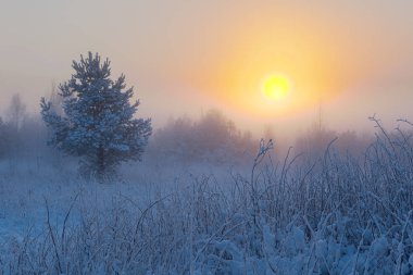 Sisli sabah güneşi çayırların üzerinden yükseliyor. Kış manzarası.