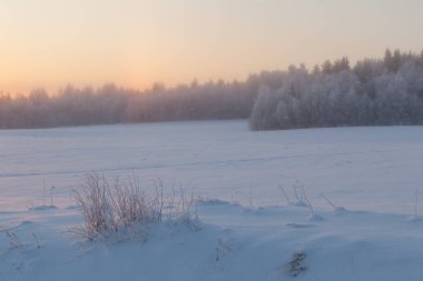 Ormanda dondurucu bir gün. Kış manzarası