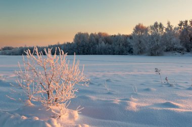 Ormanda dondurucu bir gün. Kış manzarası