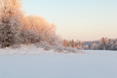 Ormanda dondurucu bir gün. Kış manzarası