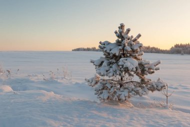 Ormanda dondurucu bir gün. Kış manzarası