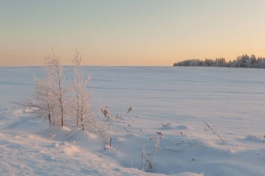 Ormanda dondurucu bir gün. Kış manzarası