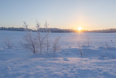 Ormanda dondurucu bir gün. Kış manzarası