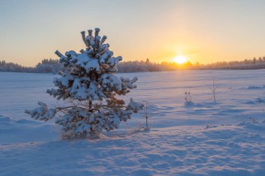 Ormanda dondurucu bir gün. Kış manzarası