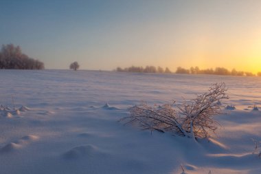 Ormanda dondurucu bir gün. Kış manzarası