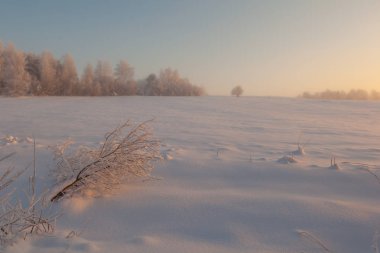 Ormanda dondurucu bir gün. Kış manzarası