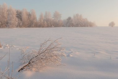 Ormanda dondurucu bir gün. Kış manzarası