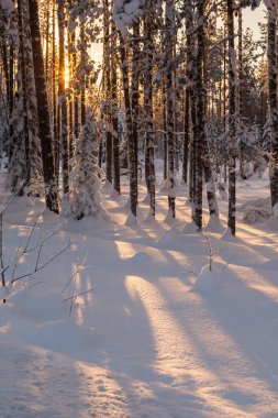 Ormanda dondurucu bir gün. Kış manzarası