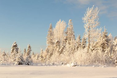 Ormanda dondurucu bir gün. Kış manzarası