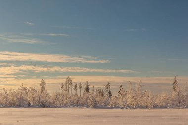 Ormanda dondurucu bir gün. Kış manzarası