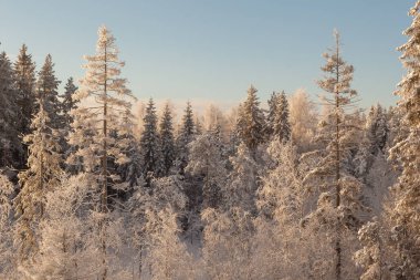 Ormanda dondurucu bir gün. Kış manzarası
