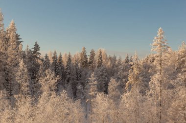 Ormanda dondurucu bir gün. Kış manzarası