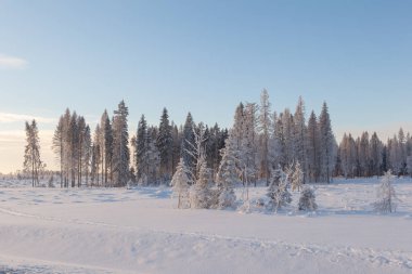 Ormanda dondurucu bir gün. Kış manzarası