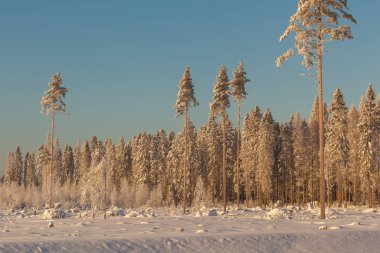 Ormanda dondurucu bir gün. Kış manzarası