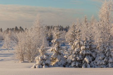 Ormanda dondurucu bir gün. Kış manzarası