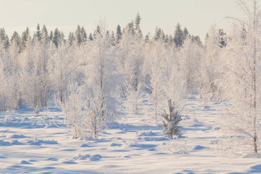 Ormanda dondurucu bir gün. Kış manzarası