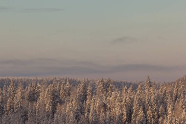 Ormanda dondurucu bir gün. Kış manzarası