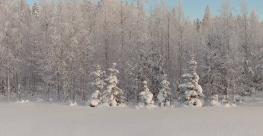 Ormanda dondurucu bir gün. Kış manzarası
