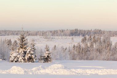 Ormanda dondurucu bir gün. Kış manzarası