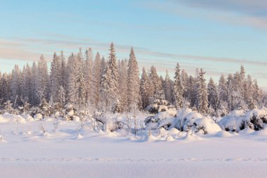 Ormanda dondurucu bir gün. Kış manzarası