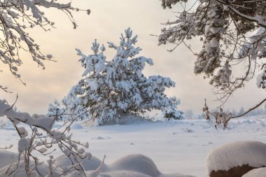 Bir orman glade soğuk günde. 