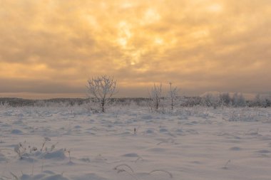 Ormanda dondurucu bir gün. Kış manzarası