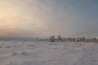 Ormanda dondurucu bir gün. Kış manzarası