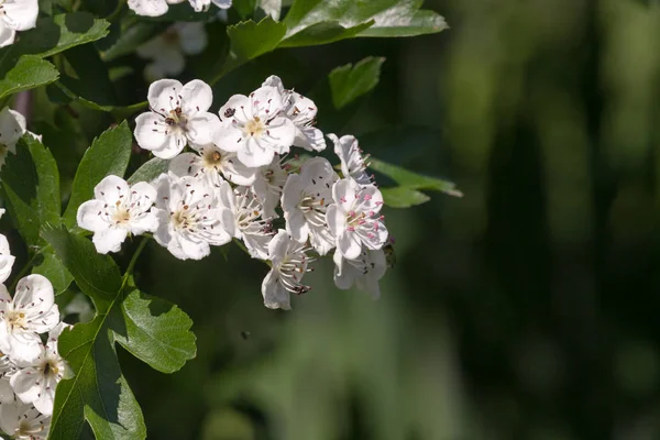 花のサンザシの枝 自然背景 — ストック写真