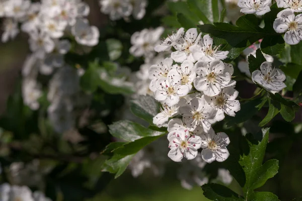 Rami Biancospino Fiore Sfondo Naturale — Foto Stock