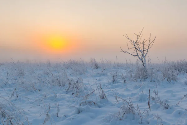 Foggy Matin Soleil Lève Sur Prairie Hiver Paysage Hivernal — Photo