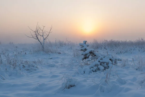 Foggy Matin Soleil Lève Sur Prairie Hiver Paysage Hivernal — Photo