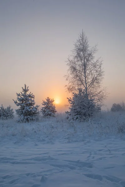 Foggy Matin Soleil Lève Sur Prairie Hiver Paysage Hivernal — Photo