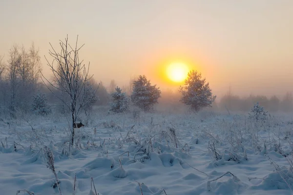 Foggy Matin Soleil Lève Sur Prairie Hiver Paysage Hivernal — Photo