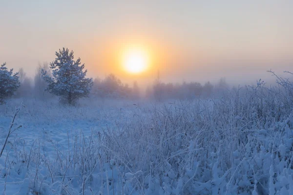 Foggy Matin Soleil Lève Sur Prairie Hiver Paysage Hivernal — Photo