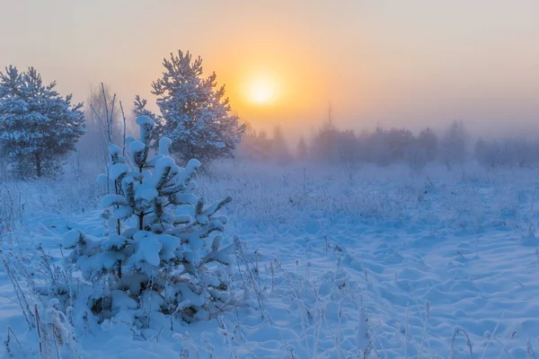 Foggy Matin Soleil Lève Sur Prairie Hiver Paysage Hivernal — Photo