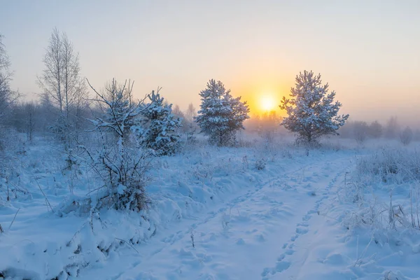 多雾的晨阳升起在冬季的草地上 冬季景观 — 图库照片