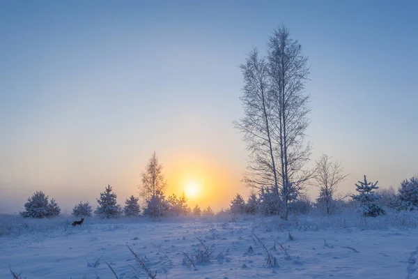 Foggy Matin Soleil Lève Sur Prairie Hiver Paysage Hivernal — Photo