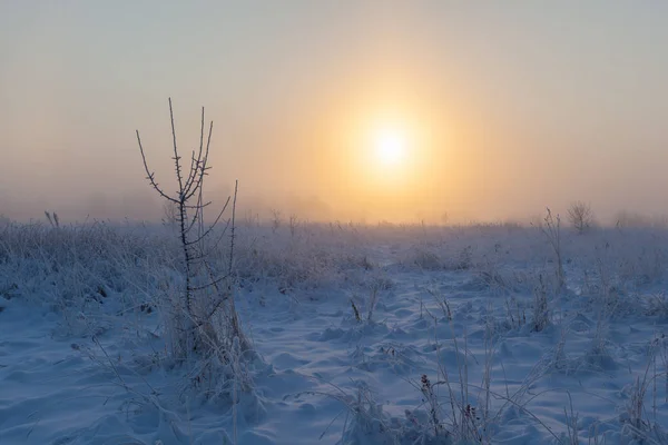 Foggy Morning Sun Rises Winter Meadow Winter Landscape — Stock Photo, Image