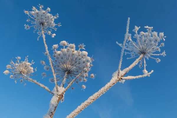 Hogweed Coberto Neve — Fotografia de Stock