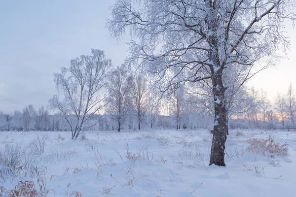 森の中の霜の日 冬景色 — ストック写真