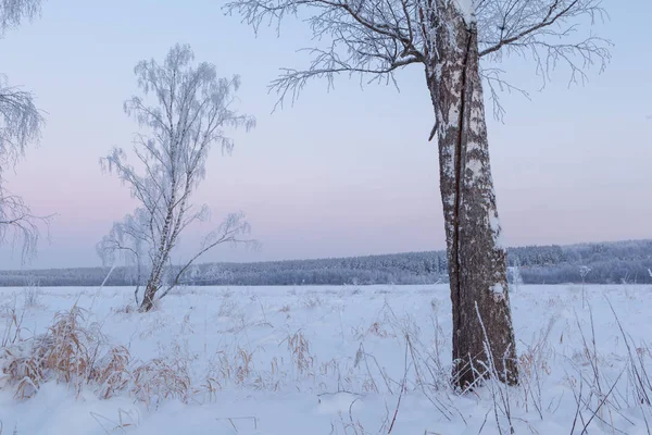 森林中的冰天雪地 冬季景观 — 图库照片
