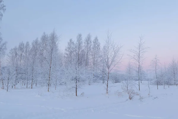 森林中的冰天雪地 冬季景观 — 图库照片