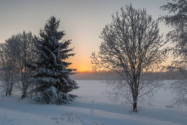 Frosttag Auf Einer Waldlichtung Winterlandschaft — Stockfoto