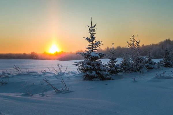 Frosttag Auf Einer Waldlichtung Winterlandschaft — Stockfoto
